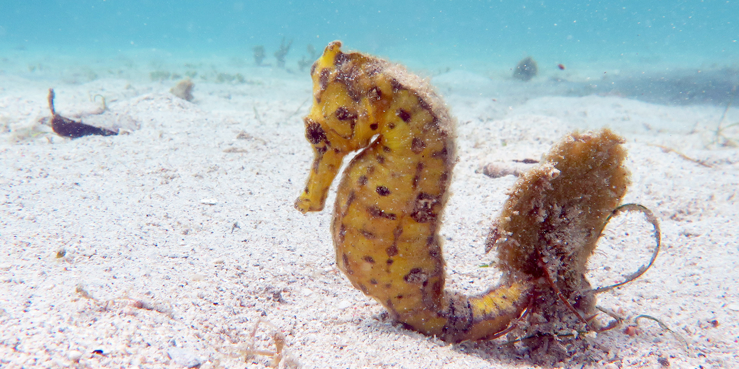 Fauna marina en Sancti Petri, qué especies puedes encontrar en su playa.